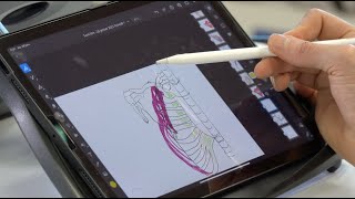 Myologie de lépaule muscles cranio cervico thoraco scapulaires [upl. by Evvy380]