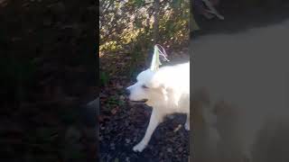 My Great Pyrenees Achilles was chasing cars with his birthday hat on and it never moved off his head [upl. by Gabrielle215]