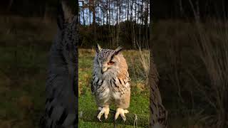 beautiful owl sound shorts owlsounds owlsrhortvideo [upl. by Tesil]