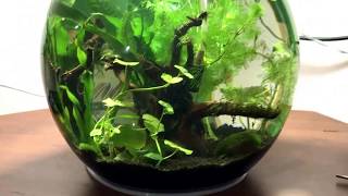 12 liter planted guppy bowl first water change and some trimming [upl. by Pasadis]