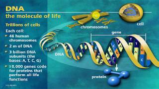 61 Mutation and variants part one introduction [upl. by Ilek]