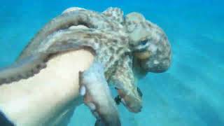 Rescue of an octopus at Marinella di Gizzeria [upl. by Aeel]