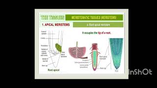 SSwathi DL in Botany Topic Plant Meristem Types [upl. by Aicenaj]