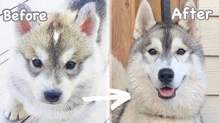 【成長記録】子犬から成犬になるまでの1年間の軌跡【シベリアンハスキー♂フィン】 [upl. by Kirad]