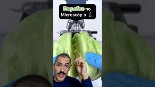 Repolho no Microscópio  Você gosta desse vegetal [upl. by Beaulieu]