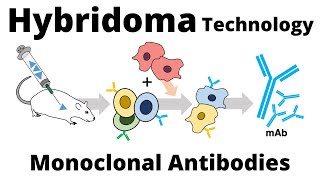 Hybridoma Technology for the Production of Monoclonal Antibodies [upl. by Ameehsat29]