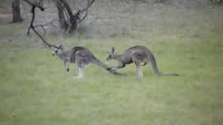 Aussie Kangaroo mating rituals [upl. by Bellina]