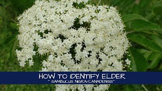 How to Identify Elderflowers and Elderberries  Sambucus nigracanadensis [upl. by Akciret]