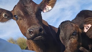 throw back to calving season calving2024 nzfarming dairyfarmer [upl. by Kyte]