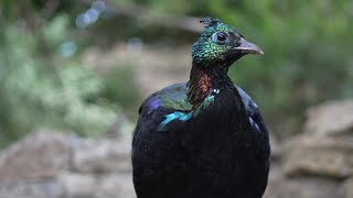 himalayan monalImpeyan pheasantglossy pheasant himalaya GlanzfasanRostschwanz GlanzfasanDanphe [upl. by Yraunaj738]