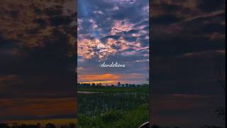 dandelions edit aesthetic edit slowmotion dandelions [upl. by Cicenia]