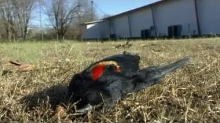 Whats Killing the Birds [upl. by Bruce426]