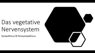 Das Vegetative Nervensystem einfach erklärt Sympathikus amp Parasympathikus im Überblick [upl. by Nagyam354]