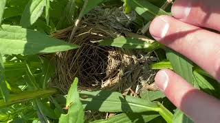 redwing blackbird momma starts and weaves a nest no birds updates [upl. by Lev363]