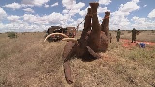 Elephant saved from ivory poachers in Kenya [upl. by Obla]