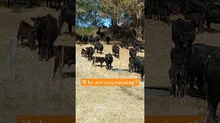 Stampede of Hungry Cows cow farming country shorts [upl. by Tutt]