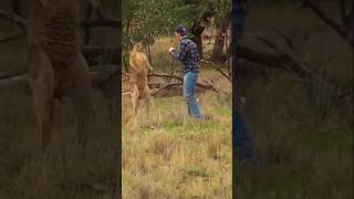 Man Fights a Kangaroo to save a Dogshorts fyp kangaroo [upl. by Adleme]