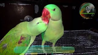 Parrot Natural Sounds  Parrot Talking [upl. by Forrer]