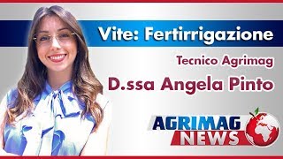 Vite Fertirrigazione in prechiusura grappolo  Dssa Angela Pinto  Tecnico Agrimag [upl. by Marcello]