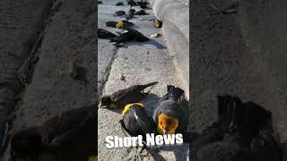 Mystery As Hundreds Of Blackbirds Fall From Sky Over Mexican City [upl. by Haines]