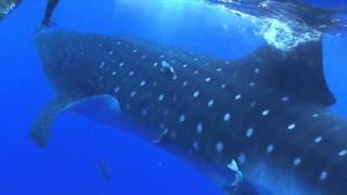 Massive Whale Shark Crashes Into Diver [upl. by Sillek]