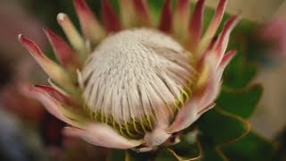 Be inspired to protect fynbos [upl. by Bonilla749]