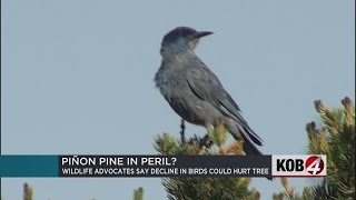 Feds considering endangered status for Pinyon Jays [upl. by Lalage]