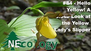 NEcology 84  Hello Yellow A Close Look at the Yellow Ladys Slipper [upl. by Laehcar229]