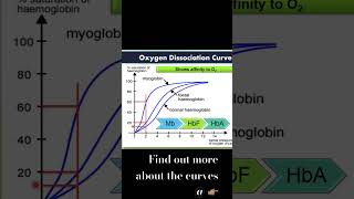 Compare Oxygen dissociation curves biology stpm shorts [upl. by Junji]