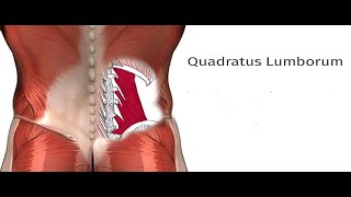 Two Minutes of Anatomy Quadratus Lumborum QL [upl. by Alihs478]