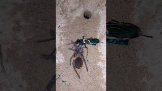 Vespa gigante MATANDO Aranha Caranguejeira shorts viral shortvideos nature video fy spider [upl. by Noram]