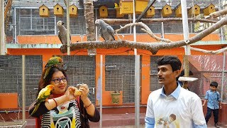 African Grey Parrot Sunconure  Bird Parrot Breeding Farm  Bird Chicks Care Feeding [upl. by Bron]