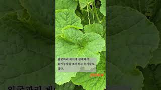 Reallife Control of Leaf Miners in Organic Farming JADAM Organic Farm 유기재배에서 잎굴파리를 제어하는 생생한 현장 [upl. by Nolasba879]