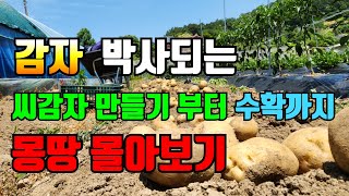 감자 이영상 하나면 감자재배 박사 됩니다 한번에 파종부터 수확까지 몰아보기 [upl. by Pattani228]