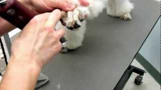 How to shave Poodles Feet  Poodle Grooming [upl. by Decima62]