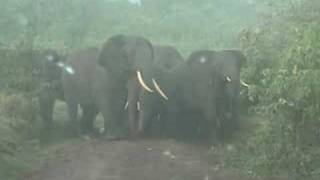 Elephant Encounter at Ngorongoro [upl. by Franciscka]