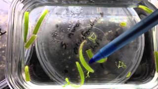 How to make Drosera leaf cuttings propagating Sundews [upl. by Yreved]