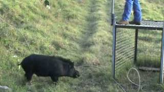 Pig Trap in Hawaii Releasing Boar After Castration [upl. by Susanetta]