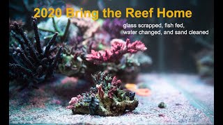 2020 Bring the Reef Home [upl. by Darrick]