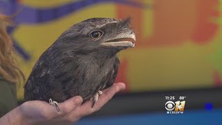 Wild Wednesday Tawny Frogmouth [upl. by Elorak106]