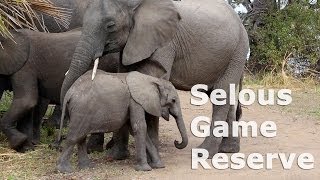 Selous Game Reserve  Safari Tanzania 2013 [upl. by Naujahs]