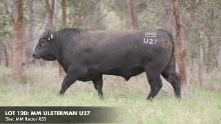 LOT 120 MILLAH MURRAH ULSTERMAN U27 [upl. by Steinberg]