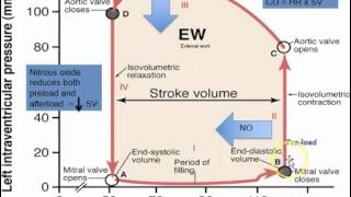 HF 4 Hydralazine and Isosorbide Ditrate [upl. by Neelahtak]