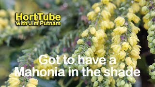 My Shade Garden Has To Have A Mahonia [upl. by Nagam]