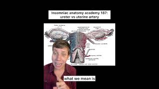 Insomniac anatomy academy 187 ureter va uterine artery science anatomy hysterectomy [upl. by Keene]