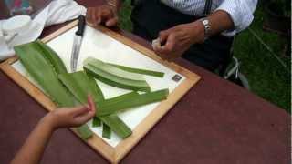 How to make Aloe Vera gel [upl. by Enram]