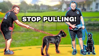 TRAIN ANY PUPPY TO WALK amp HEEL NEXT TO YOU  Cane Corso Puppy OffLeash [upl. by Eliezer]