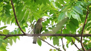 Lineated barbet  West Bengal [upl. by Izzy2]