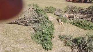 OPERATION TIMBER  Cut down 3 Pinion Pines to open up views in front of house [upl. by Eelnyl770]