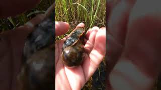 Found and Pick Apple snail in a floodplain  Most beautiful rice field snail short beautifulplace [upl. by Sileray]